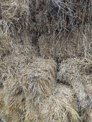 hinduska yumurtasi nece gune cixir: Məhsul: preslənmiş saman balyaları yonca presi 500 eded 2ci3cu çalım — 3