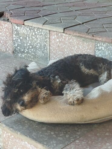 sort itler: Yorkşir teryer — 5