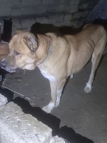 itlə barter: Peyvəndli — 4