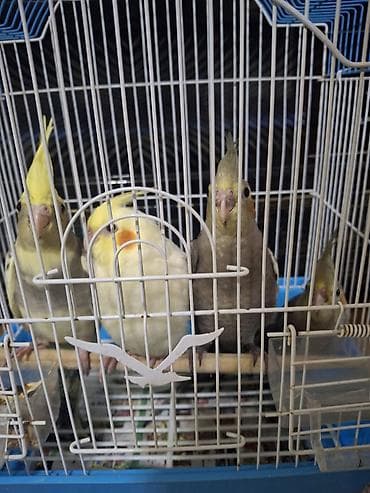 əbabil quşu: Nimfa (Cockatiel) papağanları – müxtəlif rəng mutasiyaları ilə - Növ — 2