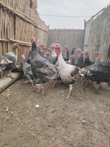 Salam aleykum Bu ilki hinduskalardir kentde yetisdirilib tebii — 6