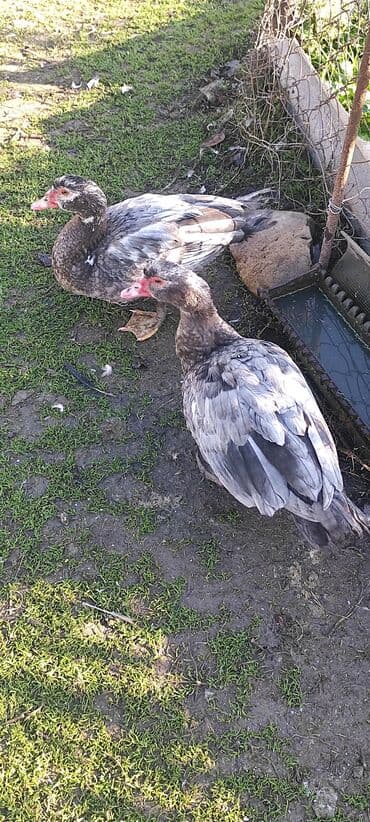 pişiklər ucun bit dərmanı: Erkekler 25 azn fereler 16 azn — 1