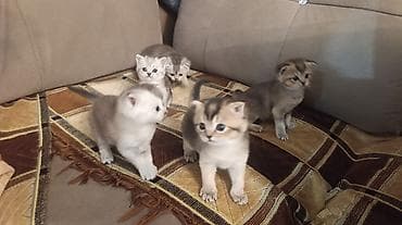 Quşlar: Britan — 3