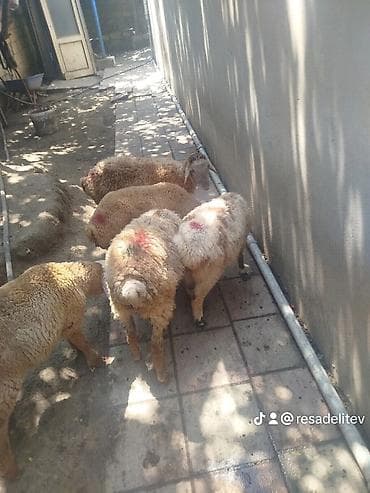 Рогатый скот: Məhsul: Qoyunlar (bir neçə baş) Təsvir: 5 quzudu 200 ze deyilir — 4