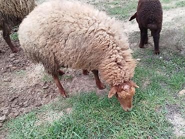 Quşlar: Qoyun – yerli cins, qəhvəyi rəngdə, uzun və sıx yunlu. Xüsusiyyətlər — 3