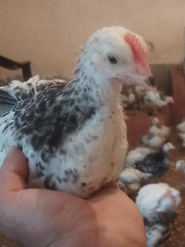 it bazari 2023: Toyuq cücələri, Damazlıq — 1