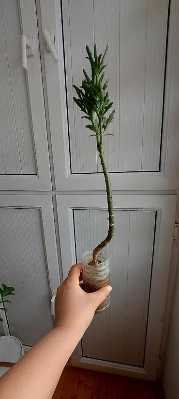 maral buynuzu gulu: Maral buynuzu gülü. Böyük-15 azn, balaca 6, 5 3 azn — 7