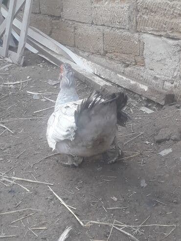 Bildirçin: Macar lavanda ordeyleri 3 eded xoruz ordeyin 1i 50 manat — 7