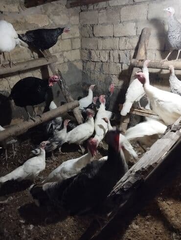 cins ineklerin satisi 2019: Dişi, Damazlıq — 2