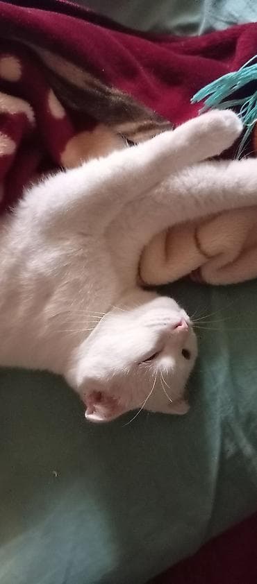 Şotland yastı qulaq, Erkək