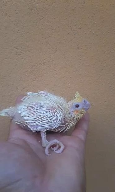 Albino korella bala
25 AZN