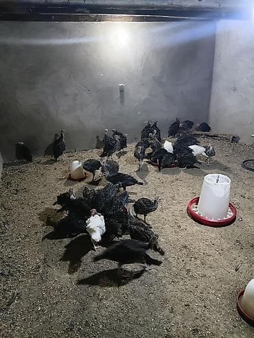 cücə yemi: Hinduşka cücələri, Damazlıq — 4