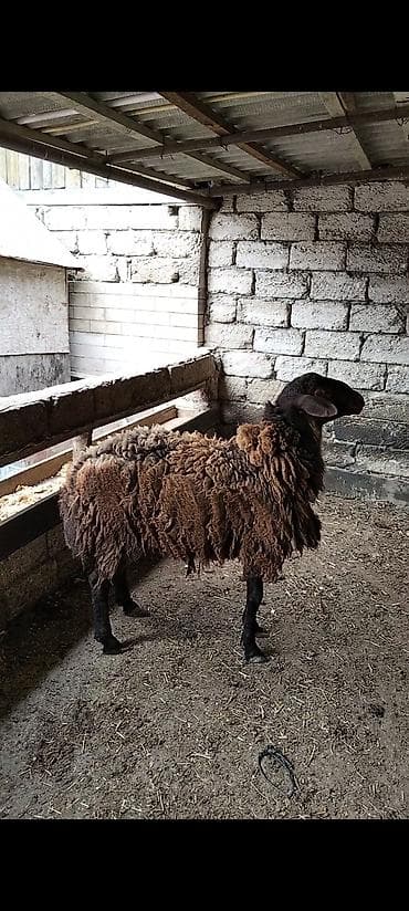 qoyun sortlari: Salam temiz damazlıq heyvanlardır. Toğlu 1 yaşı var qoyun sürməsinə — 9