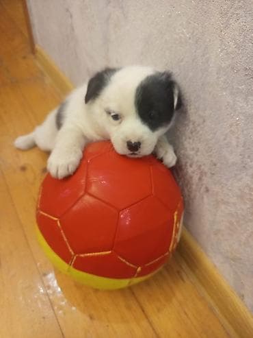 Digər heyvanlar: 2 ay, Dişi, Ünvandan götürmə — 1