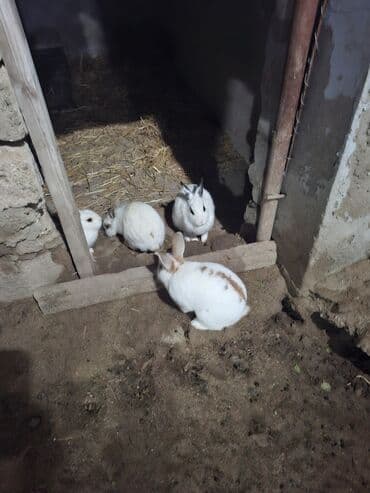 şirin dovşan şəkilləri: Dovşanlar – dekorativ ağ rəngli, bəzi fərdlərdə qəhvəyi/xallı — 2