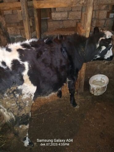 camış balası: Satılır: qara-ağ rəngli dana - Növ: mal-qara (dana) - Rəng: qara-ağ — 3