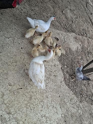 ev kirpisi: Dişi, | Lal ördək, Damazlıq, Ödənişli çatdırılma — 1