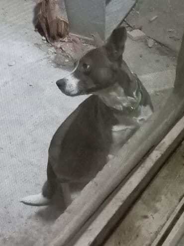 ingilis setteri it cinsi digər adı: Erkek — 3