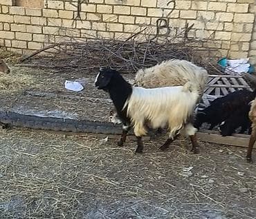 simental inek satilir: Salam keçilər kom satılır.Cəmi 8 başdır. 1 ədəd hələbdən dönmə 1 — 9