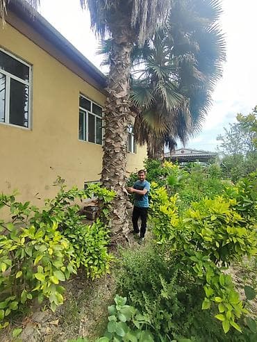 palma satisi: Palma wasinqton istənilən fəslində əkilir zəmanət verilir dərmanlanir — 6