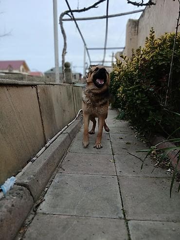 Digər heyvanlar: Alman çoban iti — 2