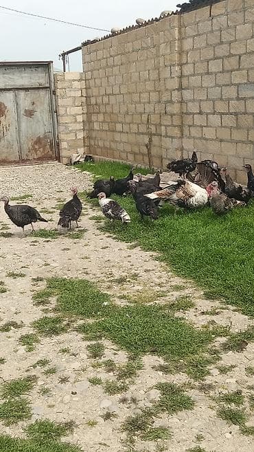 Dişi, Damazlıq, Ödənişli çatdırılma