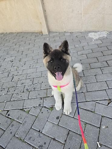 izvanok itler: Amerikan Akita balası - Cins: Amerikan Akita (təmiz cins görkəm) - — 1