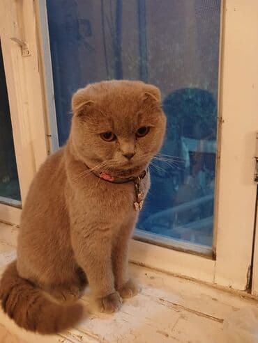 Pişiklər: Şotland yastı qulaq, Erkək, Yaxşı əllərə — 5