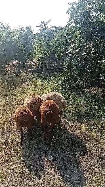 itlerin satisi bakida: 5 başdi 3 erkeydi 2si dişi 190 deylir riyal alcyla razlşacam ciddi — 4