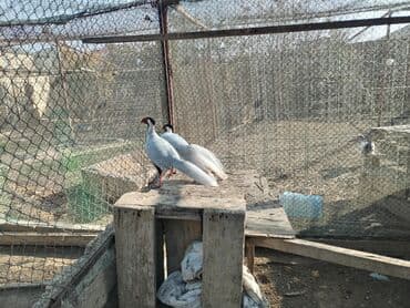 pitbul dişi: Gümüş və Kral fazanlar – dekorativ quşlar. - Növ: Gümüş fazan - — 3