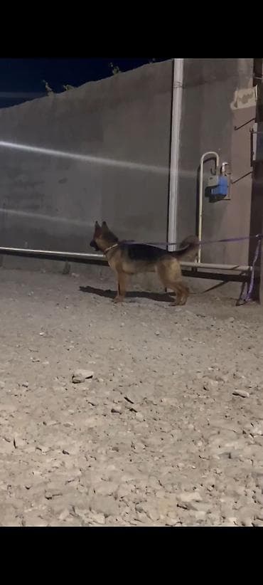 spaniel it: Alman çoban iti, 1 il, Dişi — 6