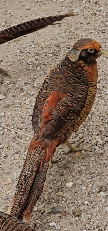 dekarativ quşlar: Gizili girgovul ərkəyi satilir gimət birinə ayiri — 2