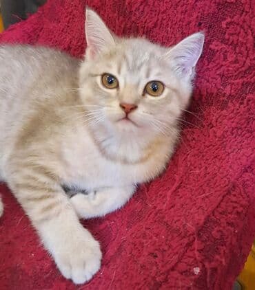 сколько стоят британские котята: Самка, В добрые руки, Самовывоз — 10