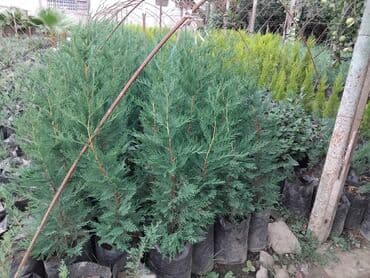 ağaçların dermanlanmasi: Ağaclar — 6