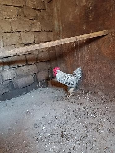 pişiy evi: Xüsusi ev təsərrüfatı üçün xoruza aiddir. Məhsulun xüsusiyyətləri: - — 1