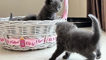 sirin it: Şotland — 4