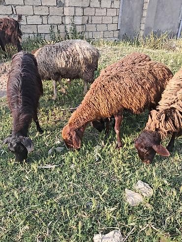 Heyvanlar: Qala qoyunu cavan heynadj balasi ekiz baladu erkey disi — 1