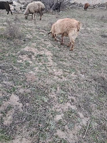 Dovşanlar: Disi cepis — 2