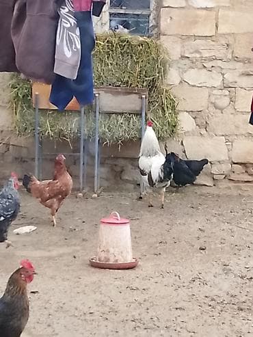 Atlar: Satılır: toyuqlar hamsı cavandı yeni yurtlamağa başlayıblar - Növlər — 2