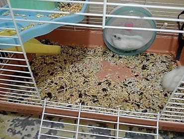 hamster satış: Hamster(dağsıcanı).Ədədnən cütnəndə satılır.Yuvasıynan başqa qiymətə — 10