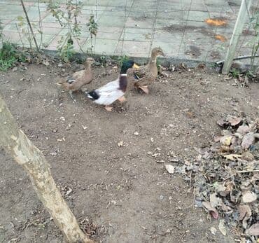 lal ordək yumurtası: Əvvəla Salam 1 erkək 2 dişi ördək satılır hərgün yumutlarıylar ünvan — 5