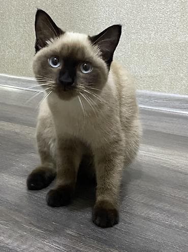 gence pisik: Siam, Dişi, Cütləşmə üçün — 1