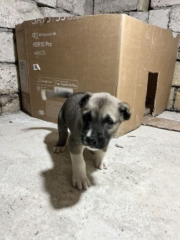 afcarka itlerin satisi: 1 ay, Erkek, Peyvəndli — 3