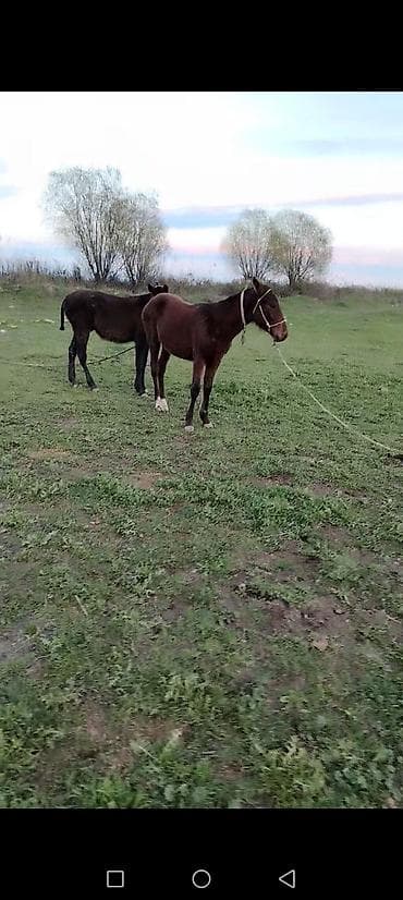 yaponka xoruz satilir: Satlır: 1baş gənc at - Növ: Qayışla bağlanmış iki gənc at/qulun - — 1
