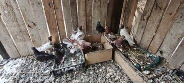 Ev göyərçinləri – müxtəlif rəng və naxışlarda.Qiymət Razılaşma yolu