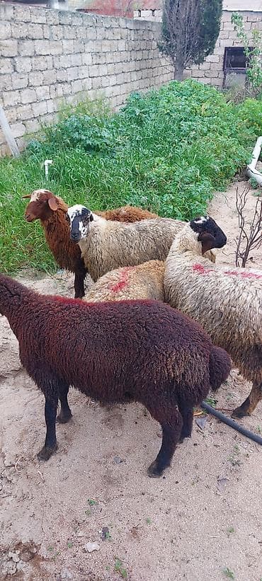 cins qoyun: Qoyun sürüsü – 5 baş - Təyinat: ət və damazlıq üçün münasib yerli — 3