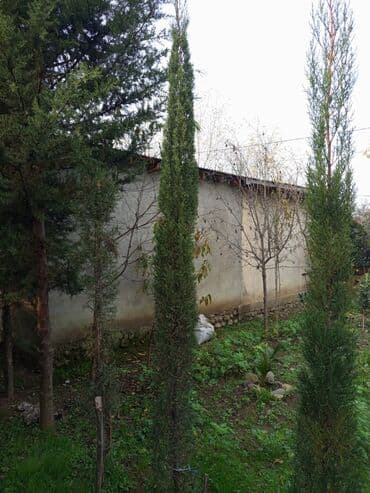 Thuja/sərv ağacları – hündür, sütunvari forma - Növ: iynəyarpaq