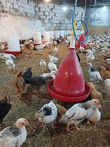 cüce adları: Toyuq cücələri, Damazlıq — 3