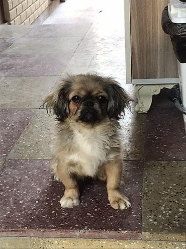 alabaý itleri: Pekines — 3