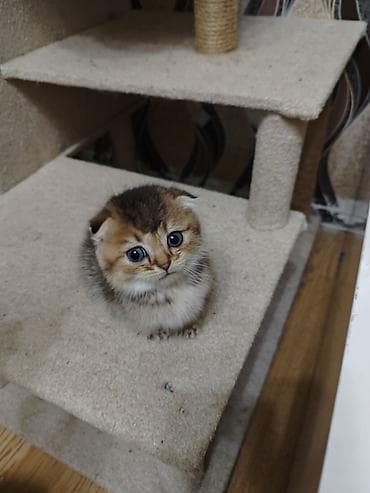 yem qabi: Tabbi — 7